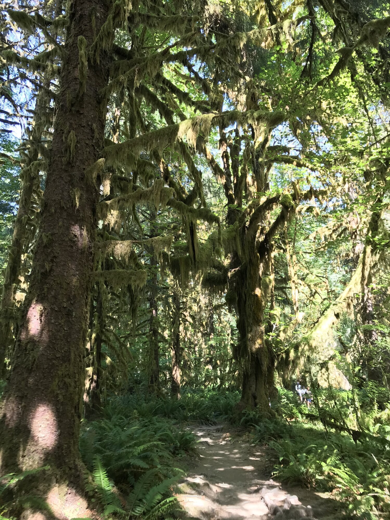 The Hoh Rainforest Olympic National Park.jpeg